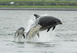 dolfin